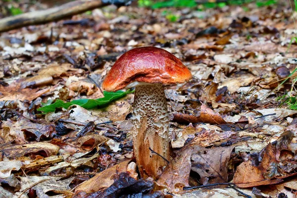 Leccinum scabrum champignon dans la forêt — Photo