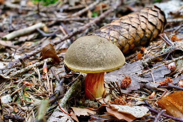 Xerocomellus chrysenteron гриб в лесу — стоковое фото