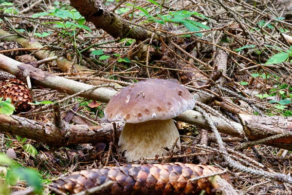 Boletus edulis съедобный гриб в лесу — стоковое фото