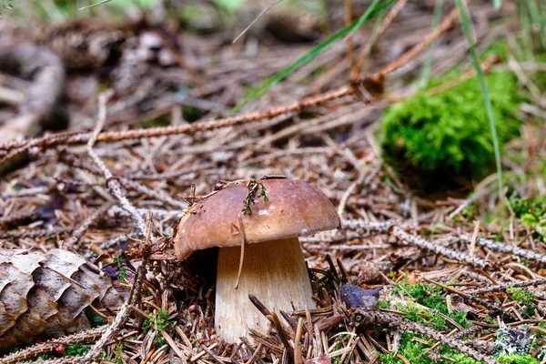 Boletus edulis champignon comestible en forêt — Photo