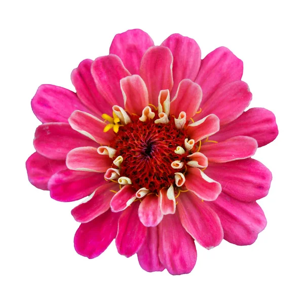 Bonita Flor Rosa Zinnia Isolado Bela Flor Fundo Branco — Fotografia de Stock