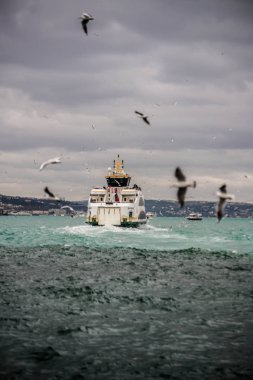 tekne martılar ile kıyı bırakarak