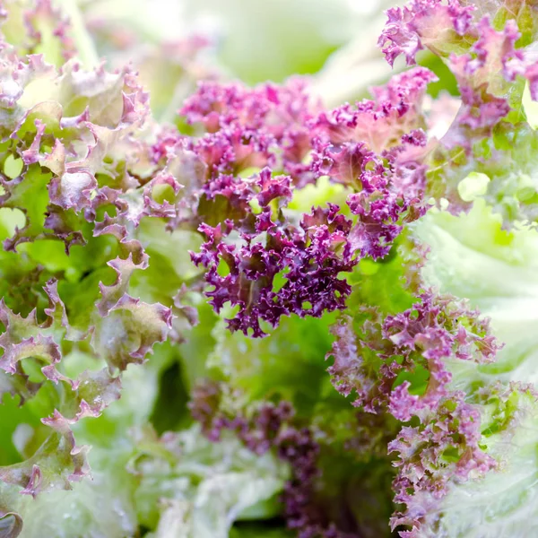 Fresh green and purple lettuce leaves. Food concept