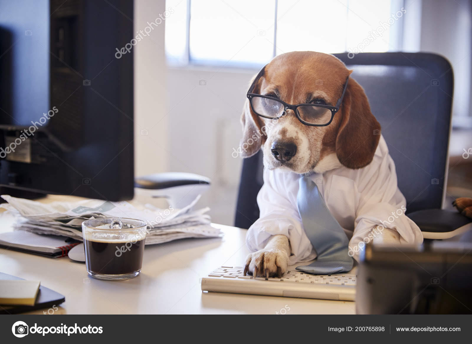 Beagle Dressed Businessman Works Desk Computer Stock Photo Image By C Monkeybusiness 200765898