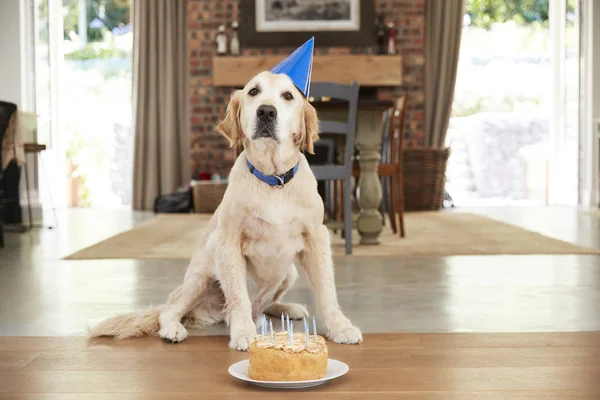 Perro Labrador Celebrando Cumpleaños Casa — Foto de Stock