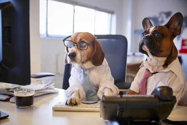 Bulldog Beagle Habillés Hommes Affaires Bureau Avec Ordinateur — Photo