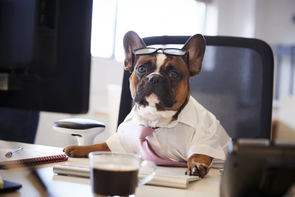 Fransk Bulldog Klädd Som Affärsman Verk Vid Skrivbord Dator — Stockfoto