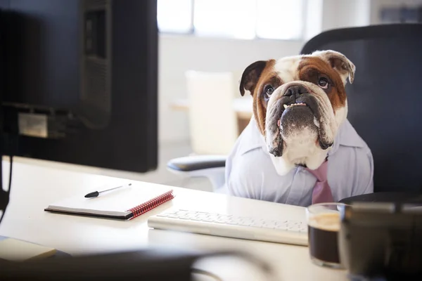 British Bulldog Verkleed Als Zakenman Bij Desk Computer Werkt — Stockfoto