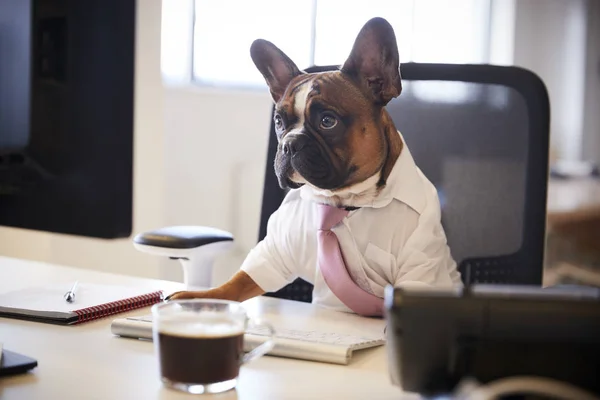 Fransk Bulldog Klädd Som Affärsman Verk Vid Skrivbord Dator — Stockfoto