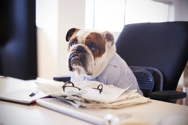 British Bulldog Verkleed Als Zakenman Bij Desk Computer Werkt — Stockfoto