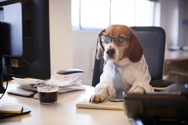 Beagle Habillé Homme Affaires Travaille Bureau Sur Ordinateur — Photo