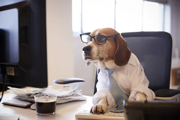 Beagle Ubrany Jak Biznesmen Pracuje Biurko Komputer — Zdjęcie stockowe