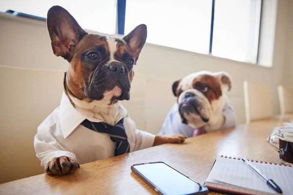 会議室で会議を持つビジネスマンとして服を着た 匹の犬 — ストック写真