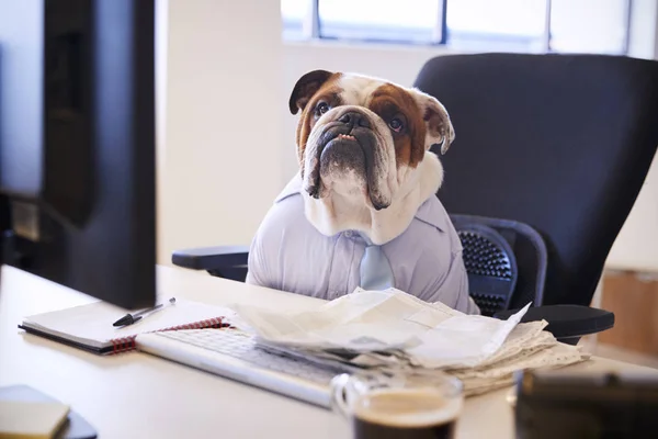 Brittiska Bulldog Klädd Som Affärsman Fungerar Vid Skrivbord Dator — Stockfoto