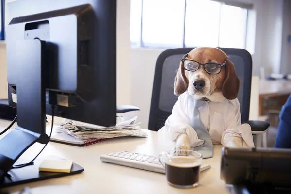 Beagle Vestito Uomo Affari Lavora Alla Scrivania Sul Computer — Foto Stock