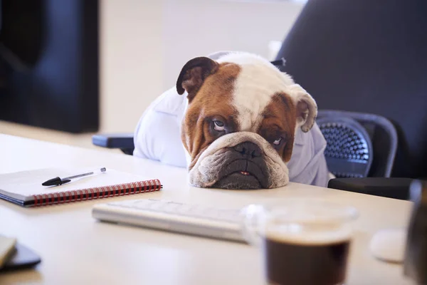 Brittiska Bulldog Klädd Som Affärsman Ser Ledsen Vid Skrivbord — Stockfoto
