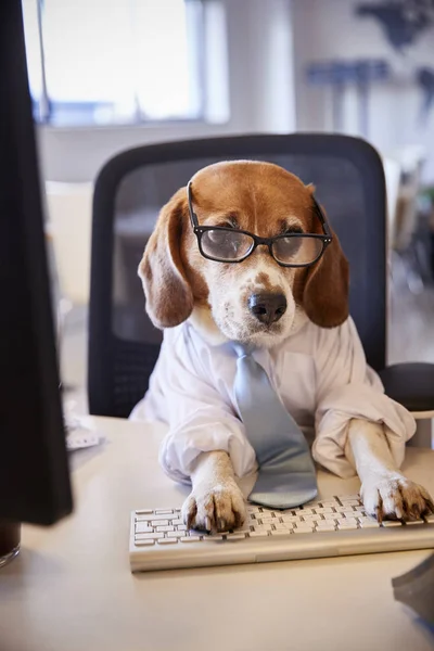Beagle Oblečený Jako Podnikatel Pracuje Informacích Počítači — Stock fotografie