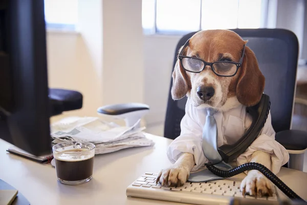 Beagle Ubrany Jak Biznesmen Biurko Biorąc Telefon — Zdjęcie stockowe