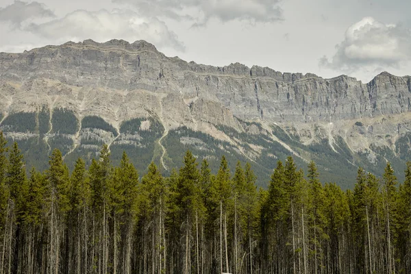 Lesních Stromů Horami Pozadí Aljašce — Stock fotografie