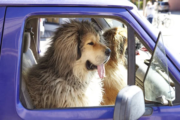 两只大狗坐在前座的提车 — 图库照片