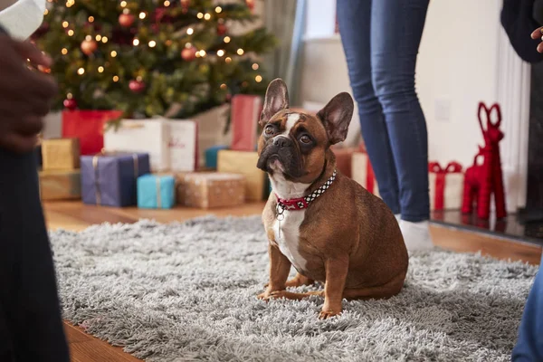 Francuski Bulldog Siedzi Dywanie Choinką Prezentami — Zdjęcie stockowe