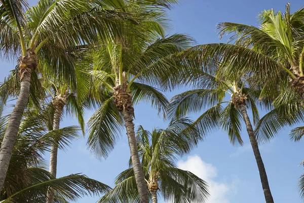 Vista Angolo Basso Delle Palme Contro Cielo Blu Spagna — Foto Stock