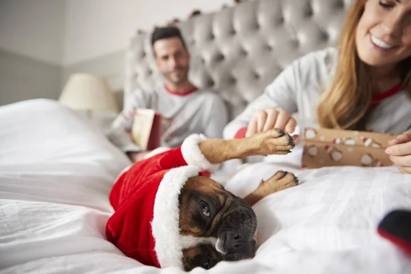 一对夫妇在家里的床与狗穿着圣诞老人服装开幕礼物在圣诞节 — 图库照片