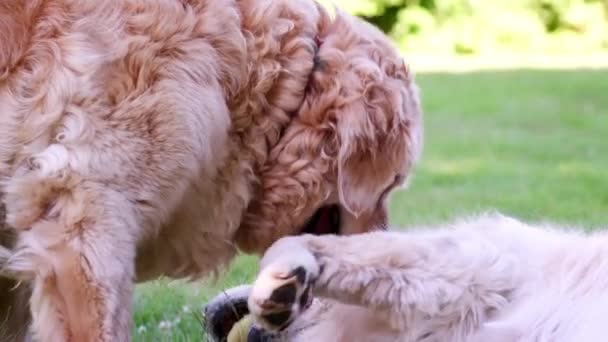 Deux Chiens Labrador Jouent Dans Jardin Été — Video