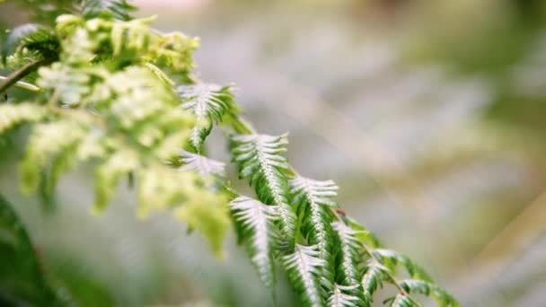 Close Detail Fern Leaves Forest Moved Light Wind Selective Focus — Stock Video