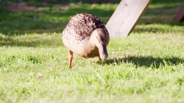 鸭喂养夏季草 拍摄在慢动作视频 — 图库视频影像