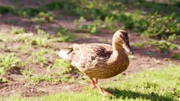 Pato Alimentação Verão Grama Tiro Câmera Lenta Vídeo — Vídeo de Stock