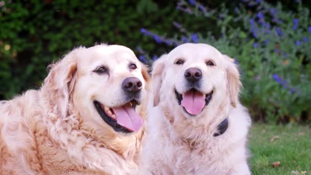Dos Perros Labrador Felices Tumbados Jardín Durante Día Verano — Vídeo de stock
