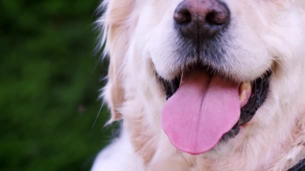 Primer Plano Del Perro Labrador Jadeando Con Lengua Fuera — Vídeos de Stock