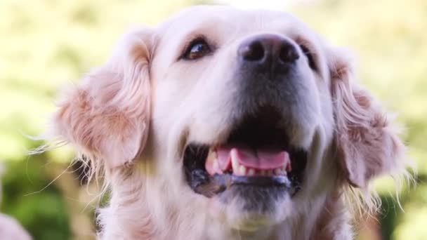 Собака Лабрадор Ждет Забрать Мяч Время Игры Парке — стоковое видео