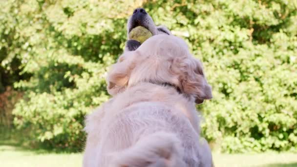 Δύο Σκυλιά Λαμπραντόρ Παίζει Μια Μπάλα Του Τένις Στον Κήπο — Αρχείο Βίντεο