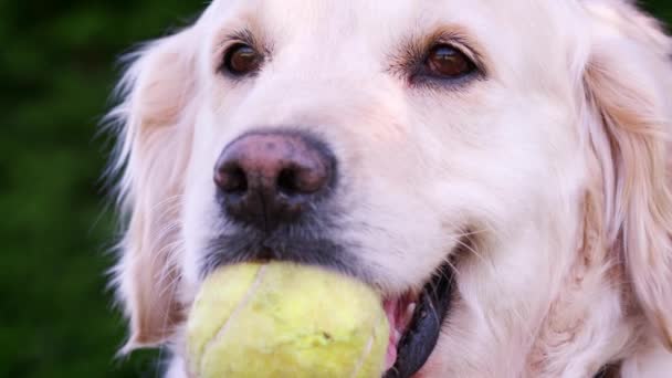 Собака Лабрадор Теннисным Мячом Рту Ждет Поиграть — стоковое видео