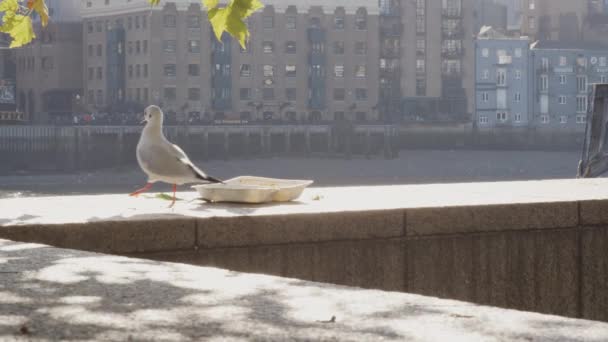 Primer Plano Joven Gaviota Robando Trozos Comida Una Comida Abandonada — Vídeo de stock