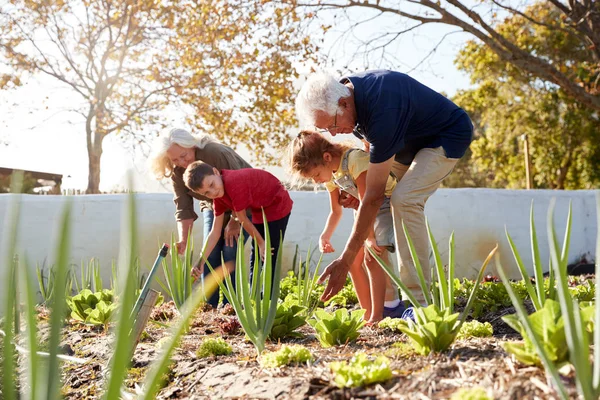 Nipoti Aiutano Nonni Prendersi Cura Delle Verdure Nell Assegnazione — Foto Stock