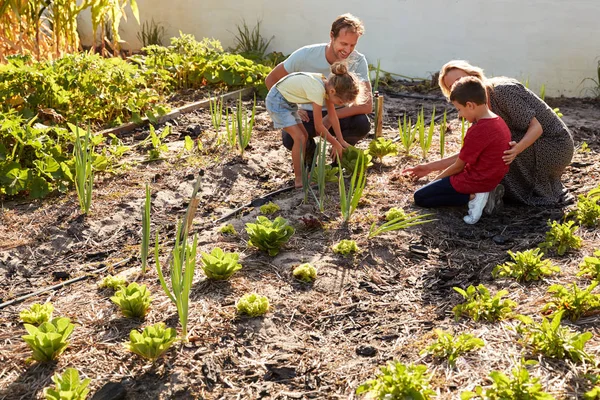 Children Helping Parents Look Vegetables Allotment — Stock Photo, Image