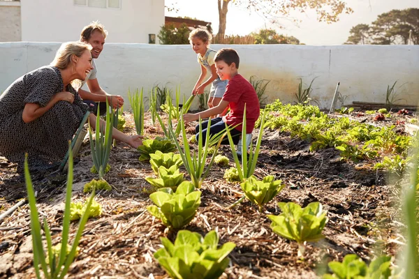 Children Helping Parents Look Vegetables Allotment — Stock Photo, Image