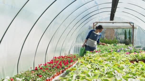 园中浇灌中心的成熟女性业主能在温室里抑制花草生长 慢镜头拍摄 — 图库视频影像