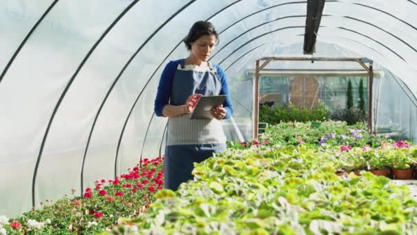 Érett Női Tulajdonosa Kertészeti Központ Digitális Tabletta Üvegház Ellenőrzése Virág — Stock videók