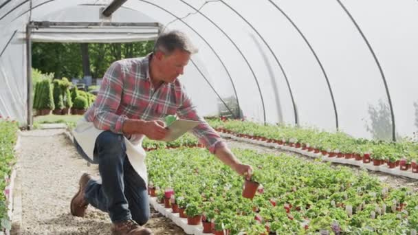 Starší Mužský Majitel Zahradního Centra Digitálním Tabletem Skleníkové Kontrole Pěstování — Stock video