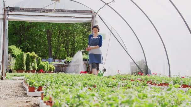 温室で働く園芸センターの成熟した女性の所有者ホースで植物を散水 スローモーションで撮影 — ストック動画