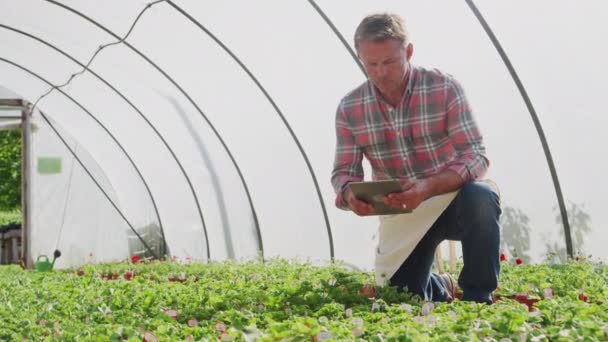 温室内のデジタルタブレット付きガーデンセンターの成熟した男性の所有者は 花の植物が成長していることを確認します スローモーションで撮影 — ストック動画