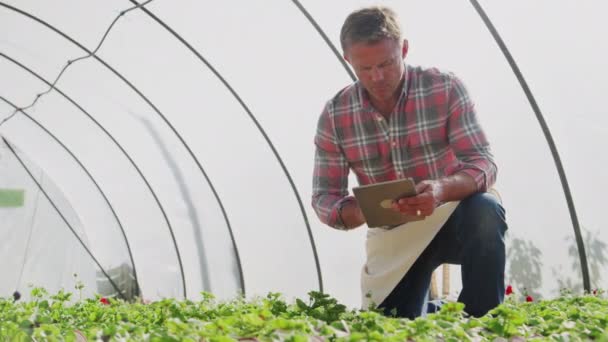 Homme Mûr Propriétaire Centre Jardin Avec Tablette Numérique Serre Vérifier — Video