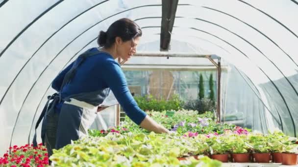 温室内のデジタルタブレット付きガーデンセンターの成熟した女性の所有者は 花の植物が成長していることを確認します スローモーションで撮影 — ストック動画