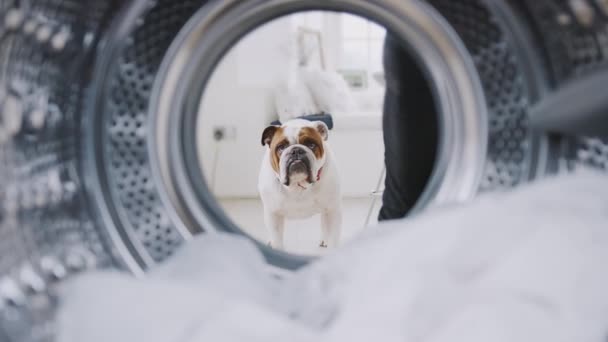 View from inside washing machine of pet english bulldog looking through door of machine - shot in slow motion — Stock Footage View Washing Machine Pet English Bulldog Looking Door Machine Shot Royalty Free Stock Footage