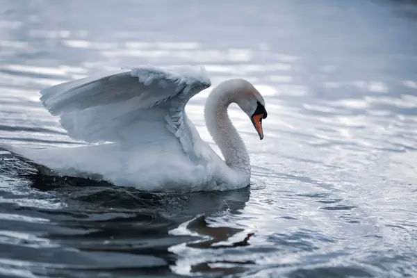 Foto Atmosférica Del Elegante Cisne Nadando Sobre Agua Estirando Ala —  Fotos de Stock