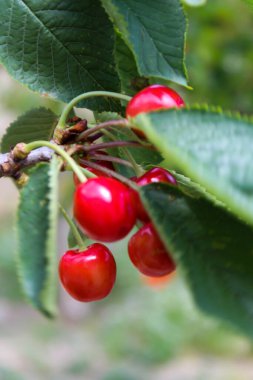 Güneşli bir havada yeşil yapraklarla ağaçta asılı kırmızı kiraz.